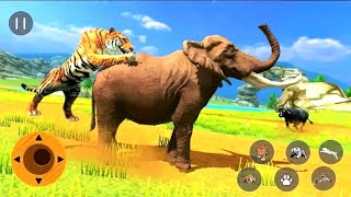 Tiger Family Wild Animal Simulator  Android GamePlay [upl. by Ettolrahs]