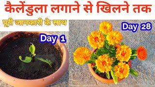 Calendula Flower plant Repoting to Flowering UpdateCalendula flower plant care tips [upl. by Remat694]