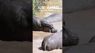 Hippo Fight Mara River Kenya [upl. by Jimmy]