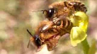 Ophrys pollination  Andrena flavipes amp Ophrys bilunulata [upl. by Marcia]