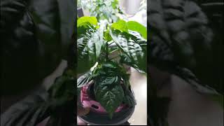 Easy DIY Hydroponics Grow Vibrant Plants IndoorsSimple amp Easy Indoor Hydroponic Garden at Home [upl. by Mitzie]