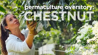 Permaculture Overstory Trees Chestnuts are perennial edibles and harvest increase over time [upl. by Noivax]