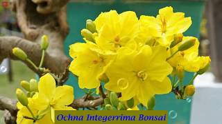 Ochna Integerrima Bonsai [upl. by Enellek905]