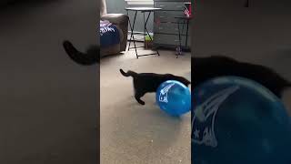 Hcatcatlover fumny fumnyvideos foryou fypage fyp fumnycatcats [upl. by Irrehs]