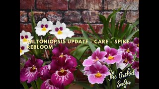 Miltoniopsis update  care  spikes  blooms [upl. by Piers]