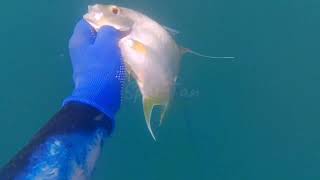 Spearfishing Trevally ll Catch and Cook [upl. by Clayberg676]