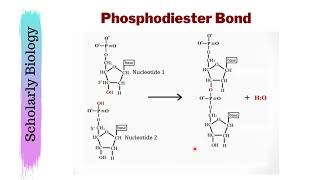 Phosphodiester Bond amp Polynucleotide Chain  Biology Class 1112  NEET [upl. by Sekoorb699]