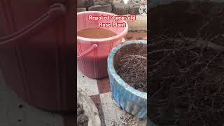 replanted my old rose plant for growth  plants plantlife nature farming shorts youtube [upl. by Huggins]