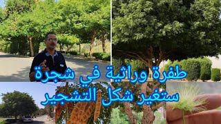 طفرة وراثية بشجرة البيزيا لبخ Albizia lebbeck العراق 🇮🇶 بابل جعلتها شجرة سوبر نعمل لاكثارها نسيجيا [upl. by Dhaf]