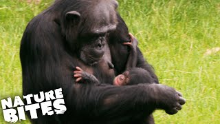 Rival Female Chimps Surprise Keepers Part Two  Nature Bites [upl. by Ennovihc286]