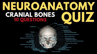 Neuroanatomy Quiz Cranial bones [upl. by Ursal]