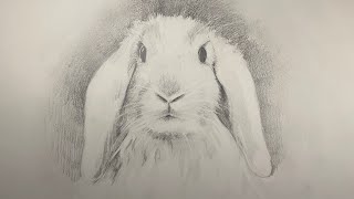 A Very Easy LopEared Rabbit Drawing Step by Step [upl. by Adda]