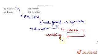 Helically coiled shaped X organ is found in [upl. by Sixel]