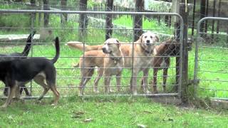 Woodcote Farms Auckland NZ  Its a dogs life [upl. by Ridan]