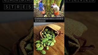 🅲🅰🆁🅳🅰🅼🅾🅼 relieves stressBenefits of Cardamom shorts cardamom cardamombenefits youtubeshorts [upl. by Mellisent587]