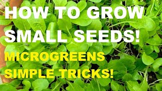 HOW TO GROW SMALL SEEDS  MICROGREENS  GARDENING PHILIPPINES [upl. by Llenor]