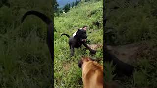 Cane Corso Fight [upl. by Bjorn]