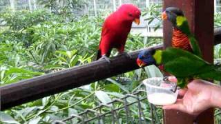 Jurong Bird Park Video Lory Loft 1 [upl. by Camilia]