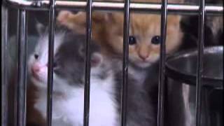 Prevent Pet Overpopulation  Spay or Neuter Your Pets [upl. by Atilrahc]