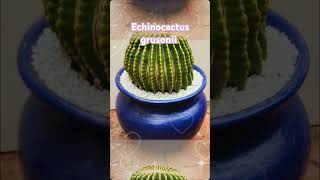 Echinocactus grusonii [upl. by Atinihc]