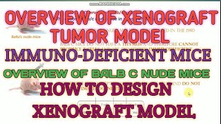 Overview of xenograft tumor model II Experimental design of xenograft model II Bulbc nude mice [upl. by Tigirb101]