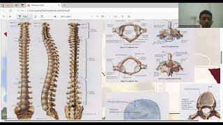 Anatomi Costae Cervicalis Thoracal Lumbal Sacrum Coccygeal [upl. by Yesiad]