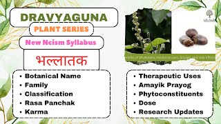 BHALLATAKDravyaguna Plants Seriesbams2ndyearplants drugspiles markingnutnutpoison irritant [upl. by Evey]