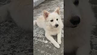 Jimi Jimi Jimi aaja aaja aaja dogloverschannel doglover cuteanimal cutedoglovers shortsvideo [upl. by Agna]