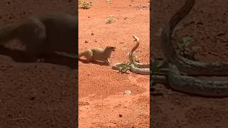 Cobra Vs Mongoose Why Mongoose Always Wins cobra facts [upl. by Moira]