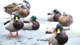 Mallard Ducks QUACKING ANGRY Tired of Winter [upl. by Ebarta]