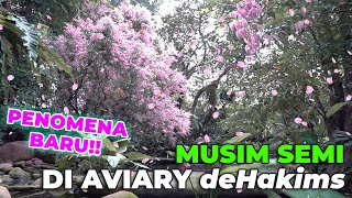 ADA FENOMENA BARU TIBA2 ADA POHON SAKURA DI AVIARY 😱 [upl. by Ethelyn367]