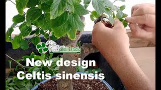 New Design Celtis sinensis 2023 [upl. by Aivat]