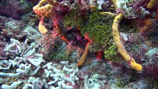 2 Lobster at 1min 30sec Lionfish Yucab Reef Cozumel [upl. by Nale775]