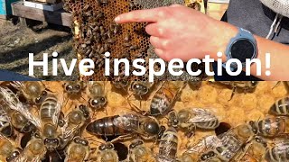 My First Bee Hive Inspection for 2024 🐝 [upl. by Treblah]