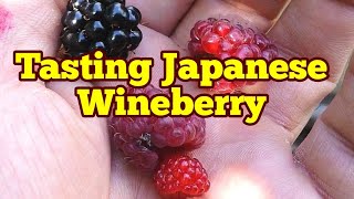 Comparing The Taste Of Japanese Wineberry With Blackberry Tayberry And Raspberry [upl. by Iona368]