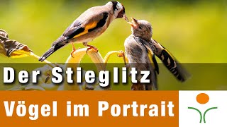 Vögel im Portrait 09  Der Stieglitz  Distelfink [upl. by Bachman234]