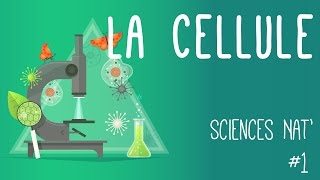 Tout savoir sur la cellule en 6 minutes [upl. by Vins598]