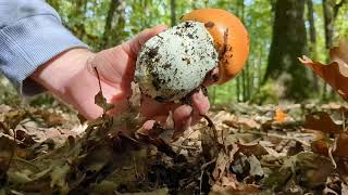 Quando le GALLINE fanno le UOVA OVOLIAmanita caesareaCOCCHI Mushrooms [upl. by Rosana]