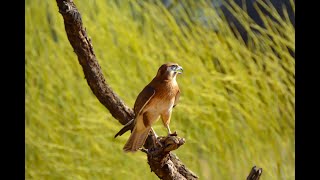 Falconry Is the Brown falcon the missing piece [upl. by Aisa]