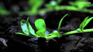 Hemianthus Callitrichoides Time Lapse 1080p [upl. by Carolynn]