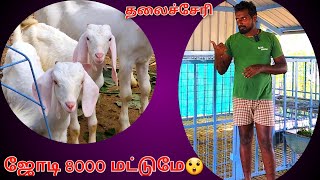 தலைச்சேரி 8000க்கு இரண்டு குட்டி😲  2kids only 8000🐐🐐  tellicherry  NG [upl. by Wadlinger553]