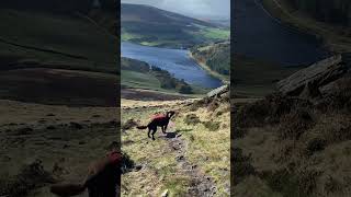 WINDY at DOVESTONE RESERVOIR in the Peak District  Roz [upl. by Alyson]