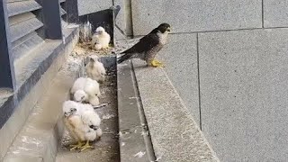 Peregrine Falcon Wonderful moments with baby Falcon [upl. by Rozelle]