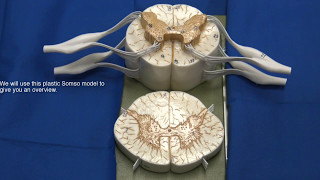 Gross Anatomy of Spinal Nerves [upl. by Adrianna]