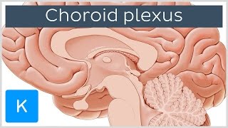 Choroid plexus Plexus Choroideus  Human Anatomy  Kenhub [upl. by Nosmas649]