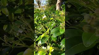 Choisya ternata Mexican orange blossom  After flowering shorts [upl. by Crosse]