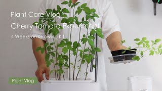 Plant Care Vlog  4 Weeks Update of Growing Cherry Tomato on growing Kit [upl. by Luanne785]