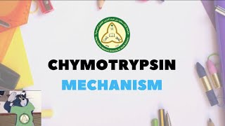 Chymotrypsin Mechanism Explain [upl. by Leyla]