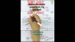 Muscle  Subclavius  origin  insertion  nerve supply  Actions [upl. by Nonnerb771]