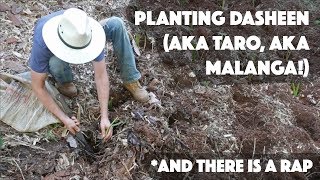 How to Plant Dasheen AKA Taro AKA Malanga [upl. by Weirick484]